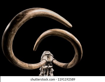old giant mammoth bones