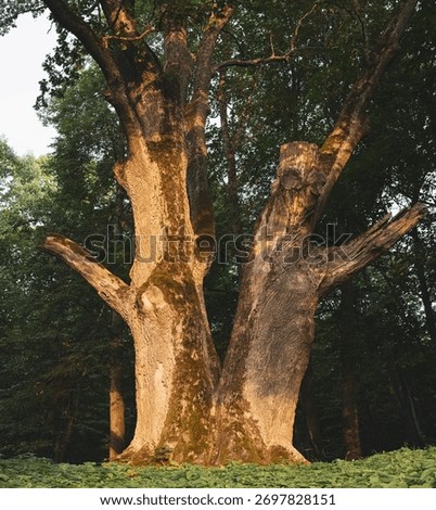 An old giant oak tree, forked and covered in moss, illuminated by the rays of the setting sun in the summer
