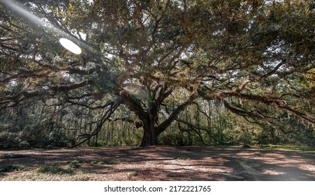 Old Giant Oak Tree In Tallahassee Florida With Sun Shining Through It. Lichgate Oak. 