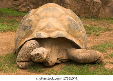 Old, giant turtle