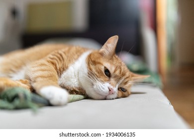 An old ginger house cat is resting on the couch in the apartment. - Shutterstock ID 1934006135