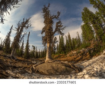 An old gnarled mountain coniferous tree was shot with a wide-angle lens. Taiga, a mystical forest at sunset. The tree's powerful roots encircled a granite boulder. - Powered by Shutterstock