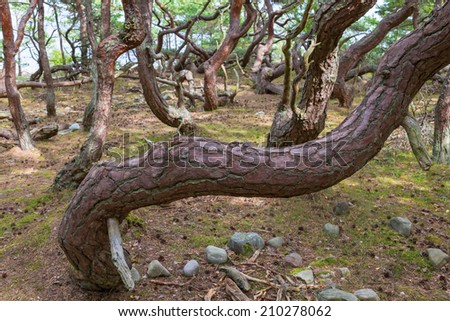 Old gnarled pine tree trunk