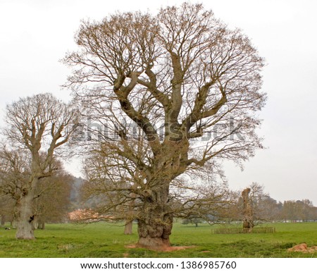 Old gnarled tree in an English meadow.