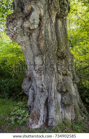 Old gnarled tree trunk of a lime tree in the English garden, Munich, Bavaria, Germany, Europe