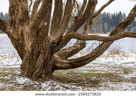 Similar – Image, Stock Photo An old gnarled tree stands on a flooded meadow, frozen by the frost.