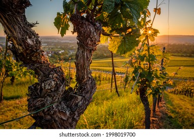 Old gnarled vine with bark in sunrise sunstar sunbeams sun - Shutterstock ID 1998019700