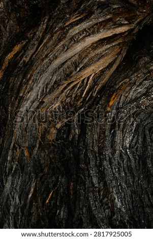Old gnarled walnut tree bark texture background.