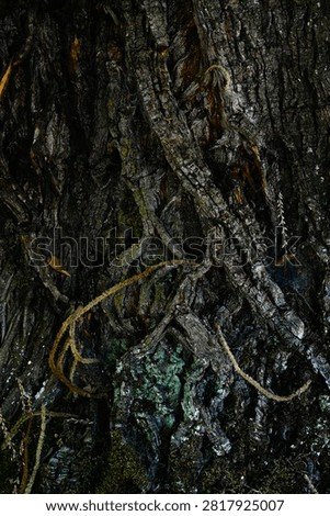 Old gnarled walnut tree bark texture background.