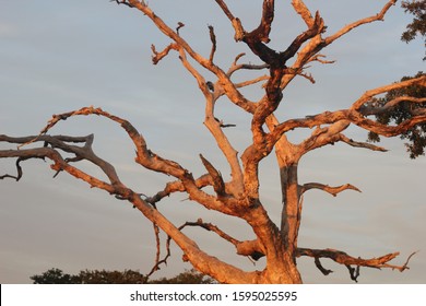 Old Gnarly Tree In Pascagoula, MS