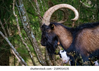a old goat buck with long horns - Shutterstock ID 2189014135