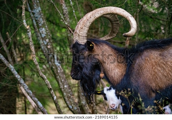 a old goat buck with long\
horns