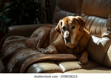 Old Golden Lab Sitting On A Tan Leather Couch On A Blanket With Dramatic Lighting In The Living Room