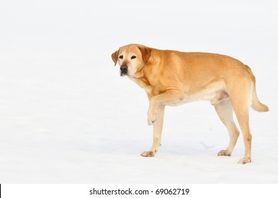 old  Golden Labrador Retriever  runs on snow and lifts injured paw outdoor   of the white background