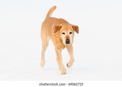 Old  Golden Labrador Retriever  Runs On Snow Outdoor   Of The White Background