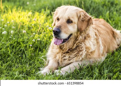 Old Golden Retriever Dog