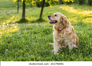 Old Golden Retriever Dog