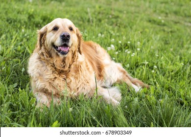 2,204 Senior golden retriever Images, Stock Photos & Vectors | Shutterstock