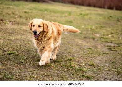 Old Golden Retriever Dog