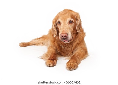 Old Golden Retriever Dog Laying Down And Isolated On White