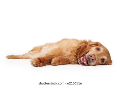 Old Golden Retriever Dog Laying Down With Tongue Out. Isolated On White.