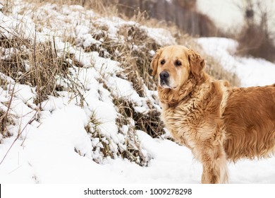 Old Golden Retriever Dog Winter Portrait With Snow