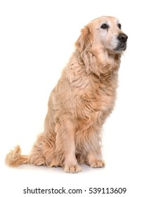 old golden retriever in front of white background