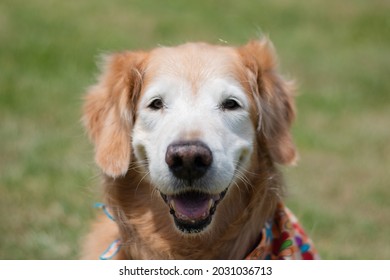 Old Golder Retreiver Dog,  In The Park, Smiling, Playing, And Just Laying Around. Smiling Dog. Smiling Golden Retriever Dog.