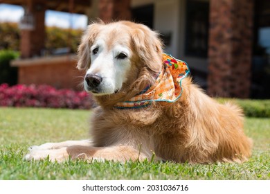 Old Golder Retreiver Dog,  In The Park, Smiling, Playing, And Just Laying Around. Smiling Dog. Smiling Golden Retriever Dog.