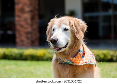 Old Golder Retreiver Dog,  In The Park, Smiling, Playing, And Just Laying Around. Smiling Dog. Smiling Golden Retriever Dog.