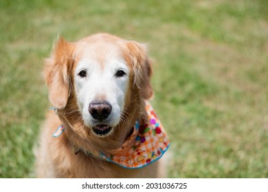 Old Golder Retreiver Dog,  In The Park, Smiling, Playing, And Just Laying Around. Smiling Dog. Smiling Golden Retriever Dog.