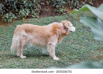 Old Golder Retreiver Dog,  In The Park, Smiling, Playing, And Just Laying Around. Smiling Dog. Smiling Golden Retriever Dog.