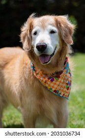 Old Golder Retreiver Dog,  In The Park, Smiling, Playing, And Just Laying Around. Smiling Dog. Smiling Golden Retriever Dog.