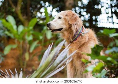 Old Golder Retreiver Dog,  In The Park, Smiling, Playing, And Just Laying Around. Smiling Dog. Smiling Golden Retriever Dog.