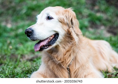 Old Golder Retreiver Dog,  In The Park, Smiling, Playing, And Just Laying Around. Smiling Dog. Smiling Golden Retriever Dog.