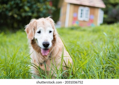 Old Golder Retreiver Dog,  In The Park, Smiling, Playing, And Just Laying Around. Smiling Dog. Smiling Golden Retriever Dog.