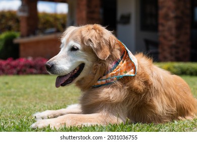 Old Golder Retreiver Dog,  In The Park, Smiling, Playing, And Just Laying Around. Smiling Dog. Smiling Golden Retriever Dog.