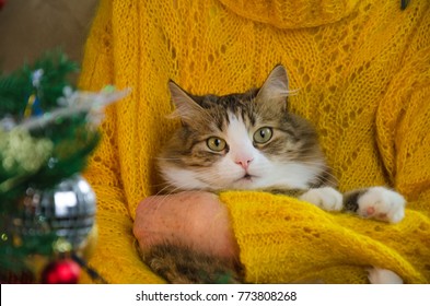 old grandmother in new year hug long haired striped cat. senior lady enjoy young fur, furry animal.  granny in yellow knitted sweater. elderly woman at christmas tree smiles. siberian, fluffy pet.