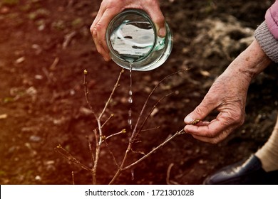 An Old Grandmother Is Watering A Young Tree. An Elderly Grandmother Planted A Tree, Setting A Good Example For The Future And Current Generation. Forest Protection. Environmental Protection