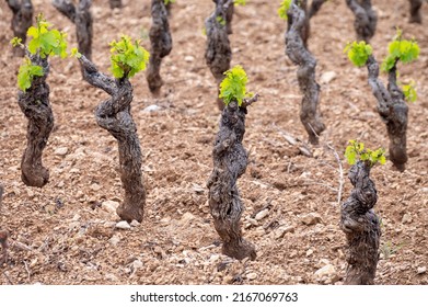 Old grape trunks on vineyards of Cotes de Provence in spring, Bandol wine region near Le Castellet village, wine making in South of France