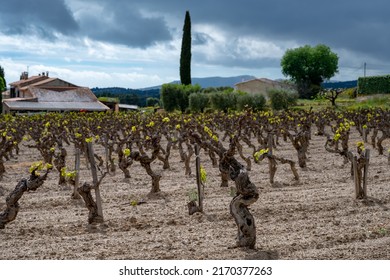Old grape trunks on vineyards of Cotes de Provence in spring, Bandol wine region near Le Castellet village, wine making in South of France