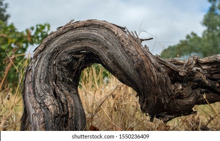 an old grape vine steam 