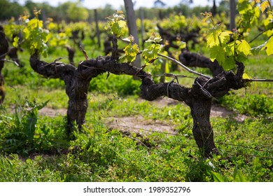 Old Grape Vines In Spring, In A Vinyard.