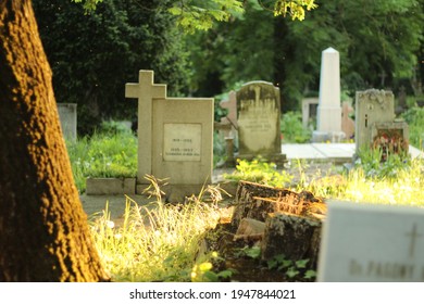 Old graves in historic cemetery illuminated by the golden midday sun. Warm light illuminates plants and trees