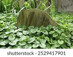 An old gravestone marked with Cook 1847 is partially hidden by lush foliage, surrounded by overgrown plants, suggesting a historical cemetery setting.