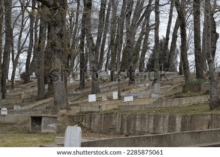 old graveyard amongst tall leafless trees on a local remote village