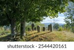 an old graveyard under a large oak tree in backlight, mystical athmosphere