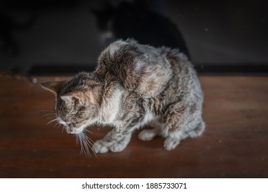 Old Gray Cat With A Tumor On His Back