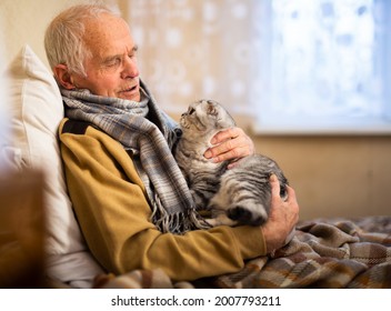 Old Gray Haired Man In Sweater Holds Scottish Fold Cat