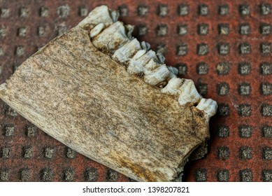 Animal Jaw Bone Images, Stock Photos & Vectors | Shutterstock